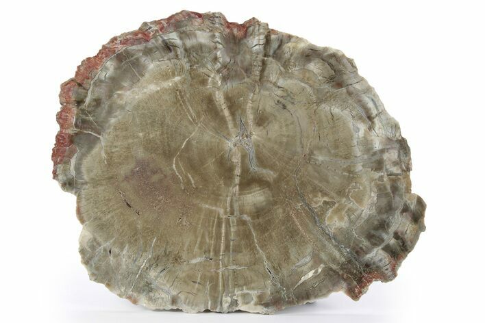 Petrified Wood (Woodworthia) Round - Arizona #244780